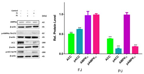 Viburnum opulus L. Juice Phenolics Inhibit Mouse 3T3-L1 Cells ...