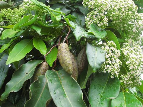 Queensland Maple Tree: The Ultimate Guide to Growing, Caring, and Enjo ...