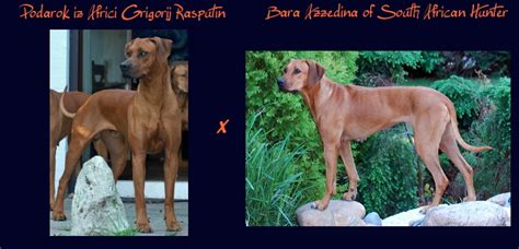 Rhodesian Ridgebackwelpen South African Hunter Kennel in Welle | Tiere ...