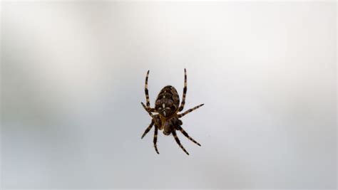 这是什么蜘蛛这么大 咬人吗 没捉到跑了 在屋里感觉不安全？ - 知乎