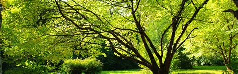 Download wallpaper summer, leaves, nature, Park, tree, earth, romance ...