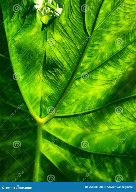 Species Of Yam And Their Botanical Name