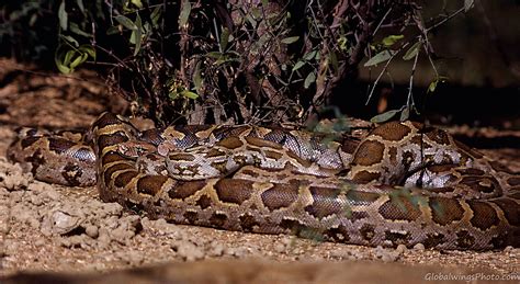 Image result for How to Care for Indian Python