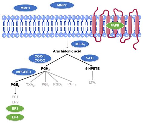 In Silico, In Vitro, and In Vivo Analysis of Tanshinone IIA and ...