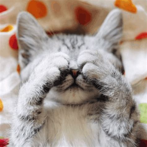 Do Cats Cry? What to Know and What to Do About a Crying Cat – CatCurio ...