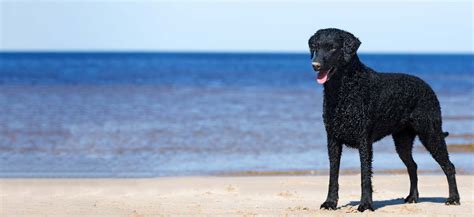 Curly Coated Retriever Puppies