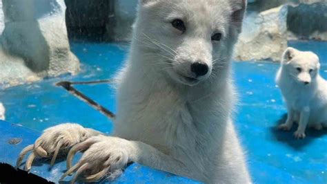 Chinese Zoo That Neglected Claws On Arctic Foxes Finally Gives Them A ...