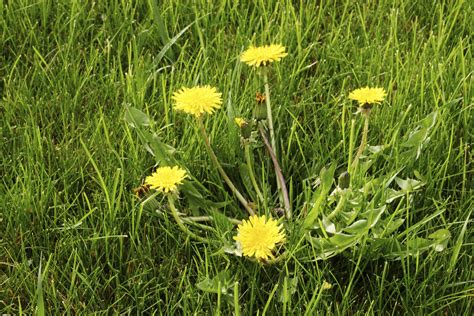 7 Ways To Get Rid of Dandelions in Lawn
