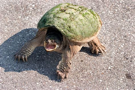Snapping Turtle Attack 的图像结果