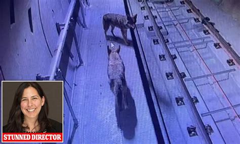 Adventurous coyotes spotted infiltrating subway tunnels