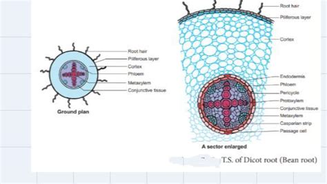 With a neat labelled diagram explain the Transverse section of Dicot ...