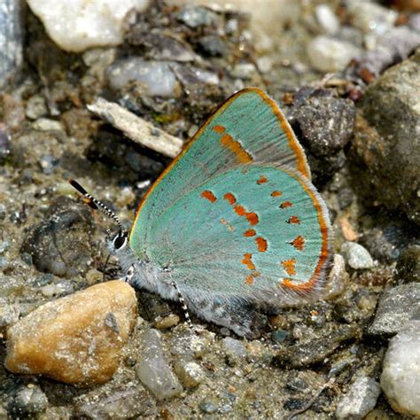 Early Hairstreak | Mass.gov