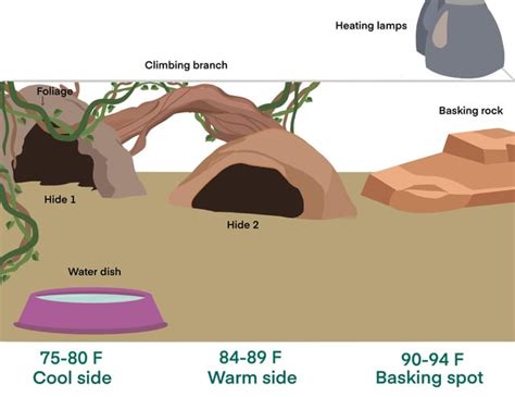 Cool Ball Python Setups 的图像结果