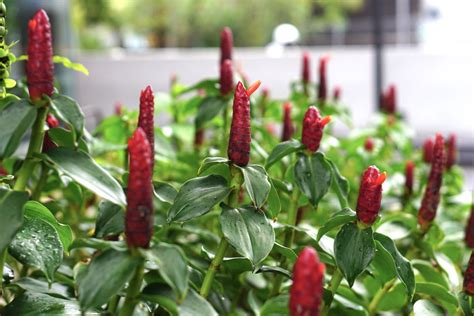 How to Grow and Care for Red Button Ginger