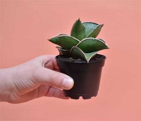 Sansevieria ehrenbergii 'Samurai' – Plant Store®