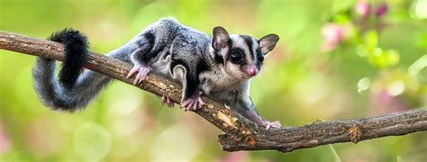 Aussie Animals 的图像结果