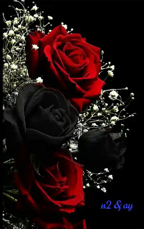 Black And Red Rose Background Design