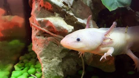 How to Set up an Axolotl Tank: Step-by-Step Setup and Care Guide