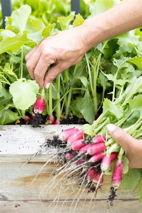 6 Easy Steps to Plant Radish Seeds in an Organic Kitchen Garden • Gardenary