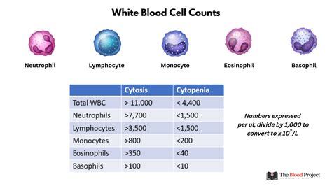 Image result for Normal Blood Segmenter Values