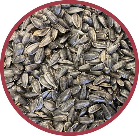 Pennington Select Black Oil Sunflower Seed Wild Bird Feed, 40 Lb. Bag ...
