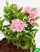 Buy Ixora Mini Dwarf (Pink) - Plant online from Nurserylive at lowest ...