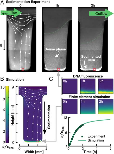 Sequence self-selection by cyclic phase separation | PNAS