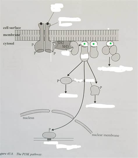 PI3K pathway diagram: Diagram | Quizlet