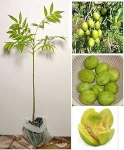 Thai Hog Plum Amra Sweet Fruit Live Plant Original Plant Grafted ...