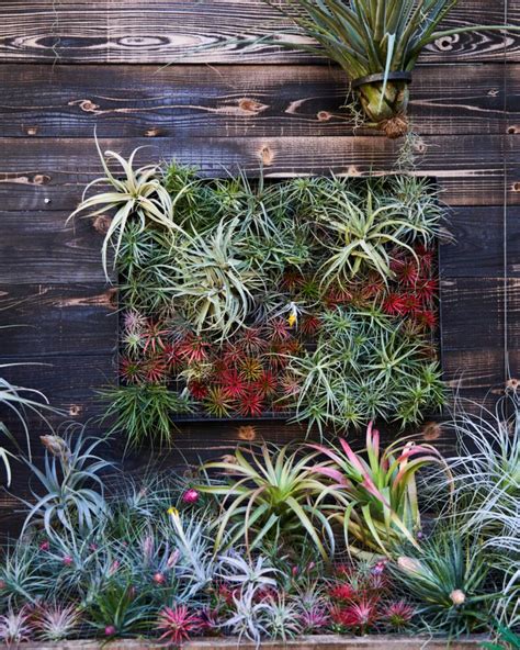 How to Display Air Plants On MDF 的图像结果