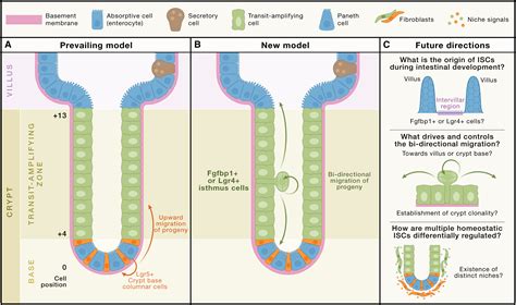 Image result for ISC Cell