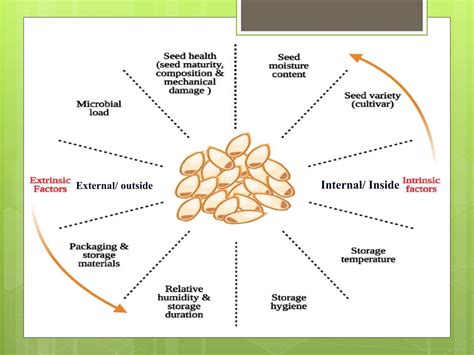 Image result for Seed Processing