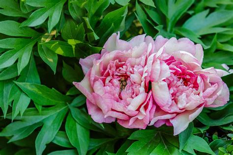 22 Best Deer-Resistant Perennial Plants