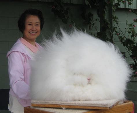 Image result for giant angora rabbit