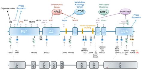 The Pathways Underlying the Multiple Roles of p62 in Inflammation and ...