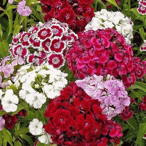 Planthub Dianthus, Sweet William Dianthus barbatus Mixed Flower Seed ...