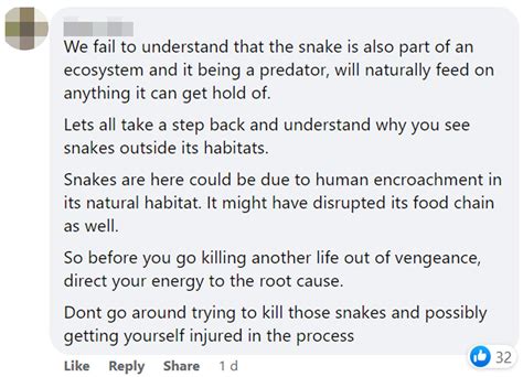 Image result for Python Attack Cat