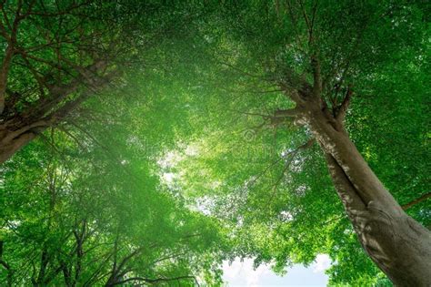 Carbon removal is the latest way to fight climate change — but will it take off in time to save the  Vector Art