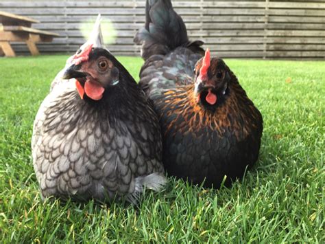 What breed is the left chicken? : r/chickens