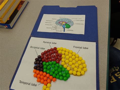 Projects On The Brain