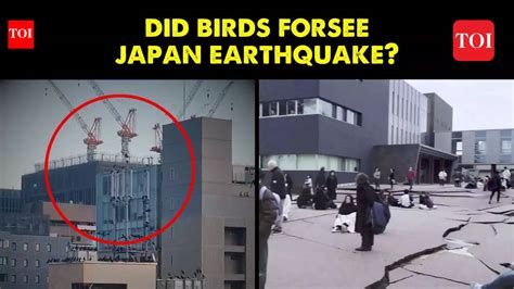 Did birds predict the Japan Earthquake? Here is some startling footage ...