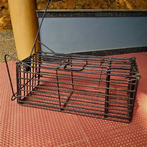 Heavy Model Big Size Cage Trap for Cats, Rabbits, and Squirrels (To Re ...