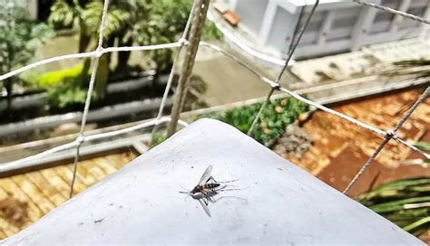 Pune Municipal Corporation urged to intensify fumigation and spraying ...