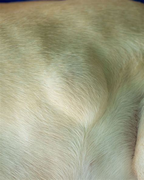 24 Pictures of Dog Tumors, Cancer Lumps, Cysts & Warts