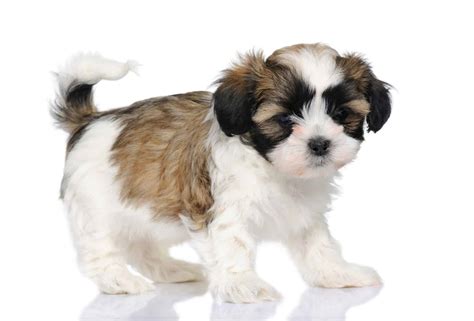 Maltese Shih Tzu: You need to meet this charming lapdog - K9 Web