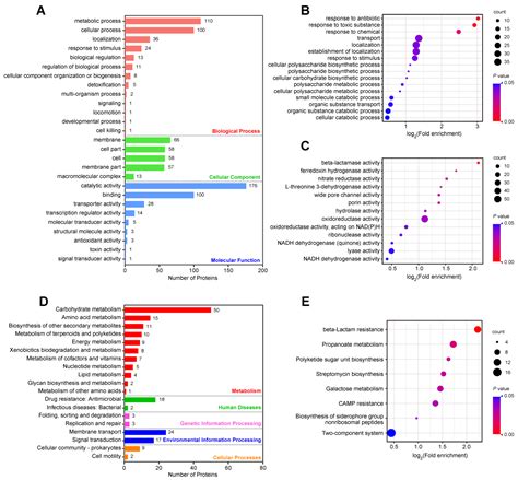 Molecular Characteristics and Quantitative Proteomic Analysis of ...