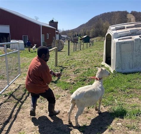 Goats and hot peppers: When tastes of home are scarce, CNY refugees ...
