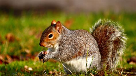 Squirrels Rodents at Adrienne Maldonado blog