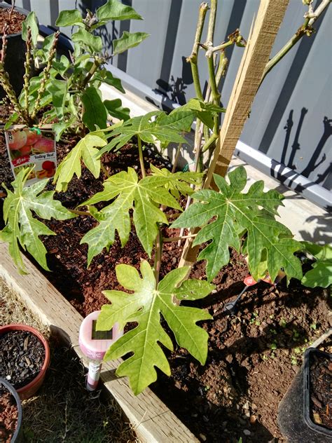 Buy North America Paw Paw Fruit Tree - Asimina triloba