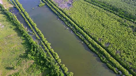 Swamp Aerial View 的图像结果